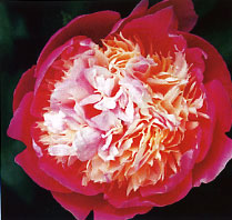 Peony